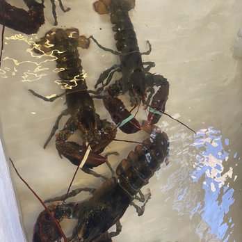 Young's Fish Market - Seafood Markets Near Me - Orleans, Massachusetts