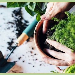 Gardens & Apothecary - Free repotting offered at gardens apothecary co.