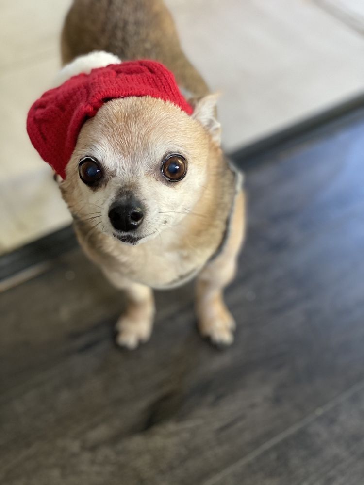 NAPA RIVER PET HOSPITAL Updated May 2024 17 Photos & 82 Reviews