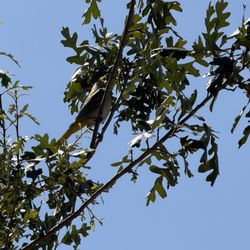 Bullock's Oriole