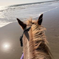 Santa Barbara Beach Horseback Rides - On "Skippy" Santa Barbara