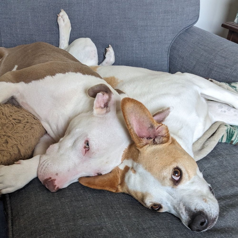 Adopt A Pit Rescue - I'm so grateful for my 2 alumni from Adopt A Pit! - Pet Adoption Near Me
