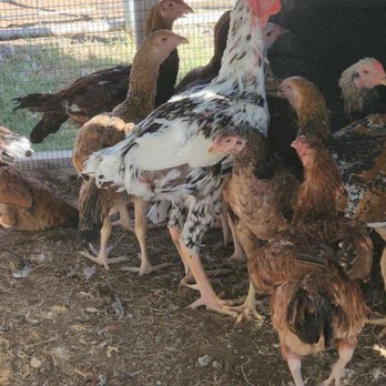 AZ Homestead & Hatchery - Farms Near Me - Elgin, Arizona AZ Homestead & Hatchery - Farms Near Me - Elgin, Arizona