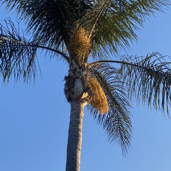 Jose Martinez Tree Service - Before - Tree Services Near Me - Placentia, California Jose Martinez Tree Service - Before - Tree Services Near Me - Placentia, California