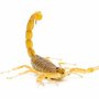 Photo of Bernard's Pest