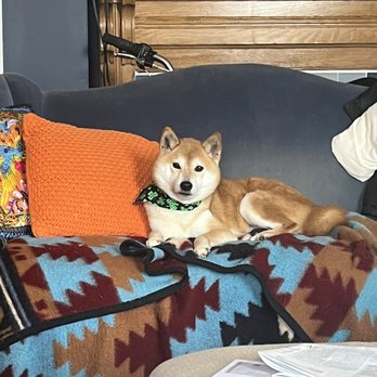 Mona's Pet Salon - Pet Groomers Near Me - Columbus, Ohio
