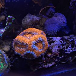 Below Sea Level Aquarium Services - Bowerbanki