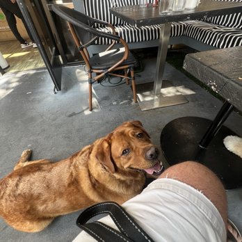 Rafael's Kitchen - This is a dog friendly restaurant! - Breakfast & Brunch Near Me - Santa Ana, California Rafael's Kitchen - This is a dog friendly restaurant! - Breakfast & Brunch Near Me - Santa Ana, California