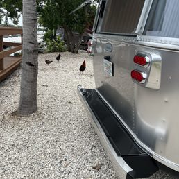 Chickens!