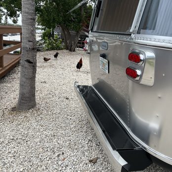 Boyd's Key West Campground - Chickens! - Campgrounds Near Me - Key West, Florida