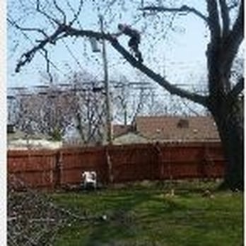 Pauleys Tree Service - Tree Services Near Me Pauleys Tree Service - Tree Services Near Me
