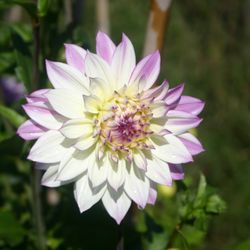 Dahlias are one of our specialties