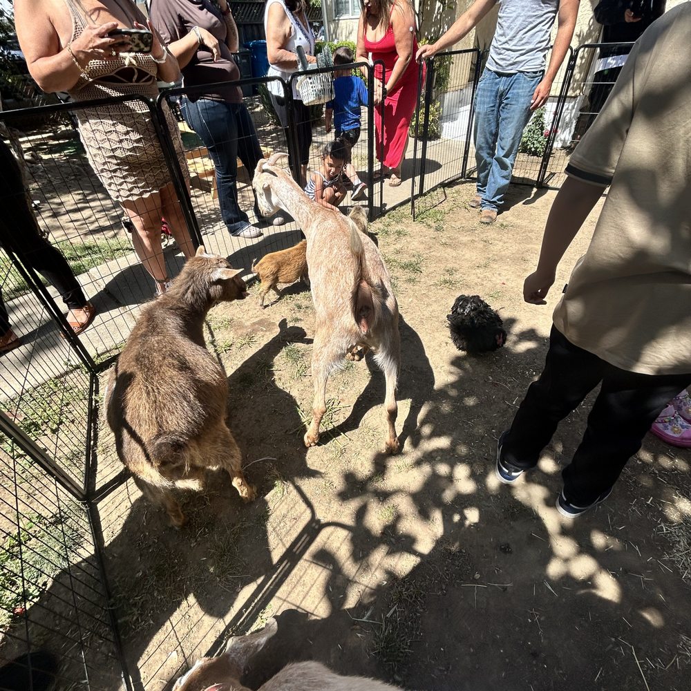 D'Rose Petting Zoo - Petting Zoos Near Me - Gilroy, California D'Rose Petting Zoo - Petting Zoos Near Me - Gilroy, California
