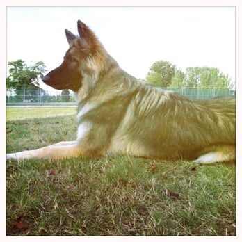 Queen Elizabeth Dog Park - Dog Parks Near Me - Vancouver, British Columbia Queen Elizabeth Dog Park - Dog Parks Near Me - Vancouver, British Columbia