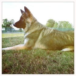 Queen Elizabeth Dog Park