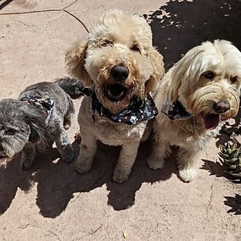 Michelle's Dog Grooming - Thanks, Michelle! We had a great day playing with our buddies. - Pet Services Near Me - Claremont, California