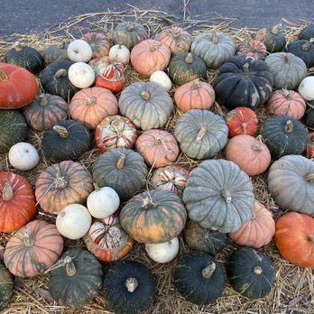 Clancy's Christmas Trees & Pumpkin Patch - Beautiful Colors of the Pumpkins - Christmas Trees Near Me - San Francisco, California