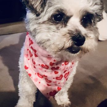 Dashing Pet Grooming - Pet Groomers Near Me