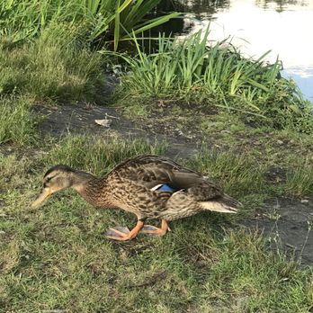 Como Lake Park - Parks Near Me - Coquitlam, British Columbia Como Lake Park - Parks Near Me - Coquitlam, British Columbia