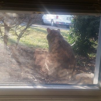 Parkwood Gardens - Old man dumps cat food near my window so stray cats are always looking for food. Management won't do anything. - Apartments Near Me - Edison, New Jersey Parkwood Gardens - Old man dumps cat food near my window so stray cats are always looking for food. Management won't do anything. - Apartments Near Me - Edison, New Jersey
