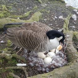 Friends of Manor Farm Park - Mama duck