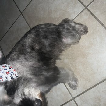 Precious Pets Day Spa - uneven teddy skirt - Pet Groomers Near Me - Forney, Texas Precious Pets Day Spa - uneven teddy skirt - Pet Groomers Near Me - Forney, Texas