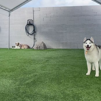 Paws at Play - Pet Boarding Near Me - Orange, California Paws at Play - Pet Boarding Near Me - Orange, California