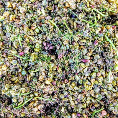 Stottle Winery Tasting Room - Hoodsport by null