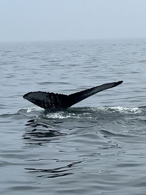 7 Seas Whale Watch by null