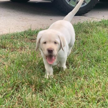 Koba's Four Paws Institute - While still at Breeder. Whatta cutie! - Pet Training Near Me - Montgomery, Texas Koba's Four Paws Institute - While still at Breeder. Whatta cutie! - Pet Training Near Me - Montgomery, Texas