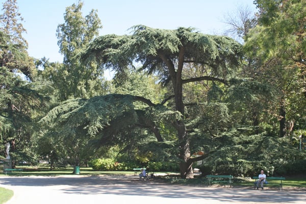 Jardin des Plantes by null