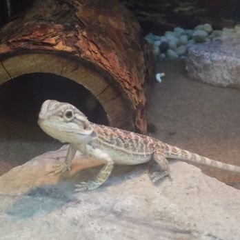 PetSmart - Pet Training Near Me - Eugene, Oregon