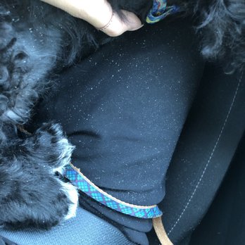 Petco - How much dandruff fall out there was... he never had this problem before - Pet Stores Near Me - Santa Ana, California Petco - How much dandruff fall out there was... he never had this problem before - Pet Stores Near Me - Santa Ana, California
