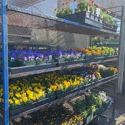 Pacific Nurseries