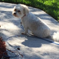 The Dirty Dog Pet Grooming