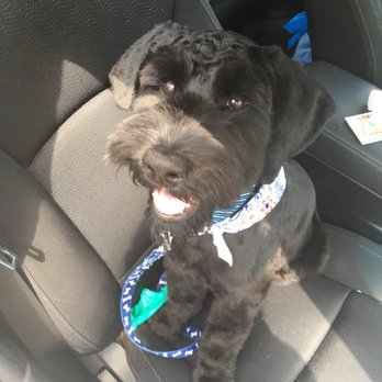 City Pet Grooming - Happy, soft, and smelling good! - Pet Groomers Near Me - Raleigh, North Carolina City Pet Grooming - Happy, soft, and smelling good! - Pet Groomers Near Me - Raleigh, North Carolina