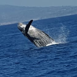 LA Waterfront Cruises - Humpback whale we saw breach tons of time, was amazing!!