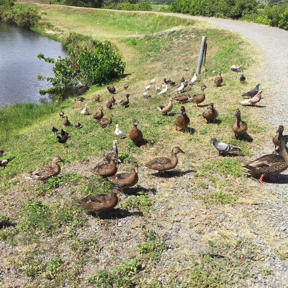 Kawainui Marsh Trail - Mobs of ducks and pigeons! They were quite friendly but my guess is they will become aggressive if fed. Feeders beware! - Hiking Near Me - Kailua, Hawaii