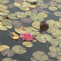 Pond near winery. So pretty. Pond near winery. So pretty.