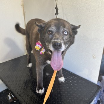 Prissy’s Pretty Pets - Pet Groomers Near Me - Pea Ridge, Arkansas