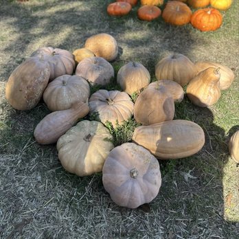 Hawk's Pumpkin Patch - Pumpkins - Pumpkin Patches Near Me - Winston-Salem, North Carolina