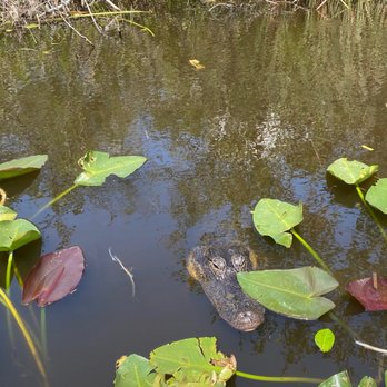 gator park - Alligator right next to our airboat - Boat Tours Near Me - Miami, Florida gator park - Alligator right next to our airboat - Boat Tours Near Me - Miami, Florida
