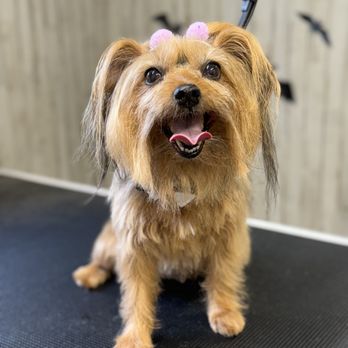 Canine Confetti - Pet Groomers Near Me - Anniston, Alabama