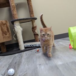 Paws and Claws Pet Care