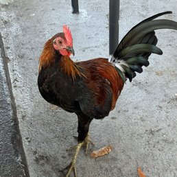 Sitting Area (Polite Cock ;)