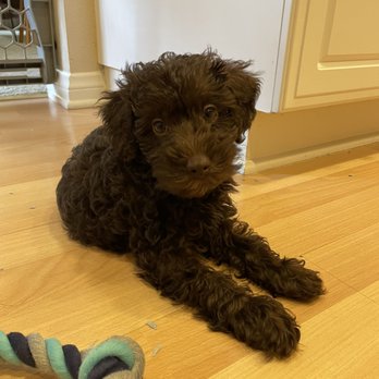 Domino Schnoodles - 10 weeks old - Pet Breeders Near Me Domino Schnoodles - 10 weeks old - Pet Breeders Near Me