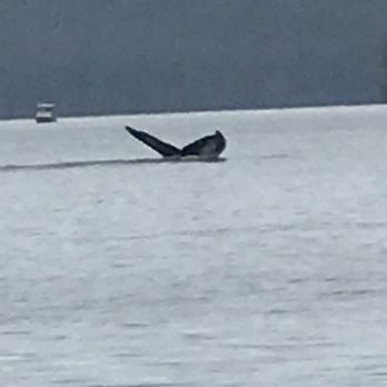Cpt.Gary's Sitka Adventures - Whale tail - Boat Tours Near Me - Sitka, Alaska