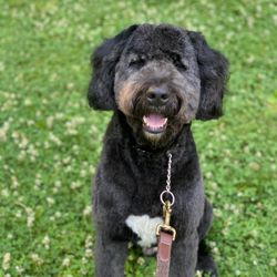 Coastal Canine - Enjoying his summer cut at the park right out of Coastal Canine's front door!