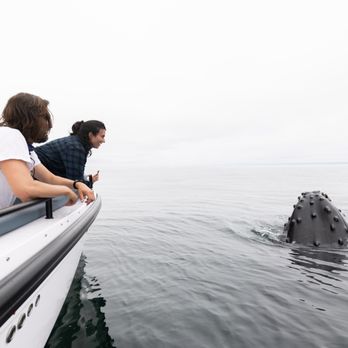 Santa Barbara Whale Watch - Making friends! - Whale Watching Tours Near Me - Santa Barbara, California Santa Barbara Whale Watch - Making friends! - Whale Watching Tours Near Me - Santa Barbara, California