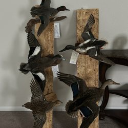 Igor's Taxidermy